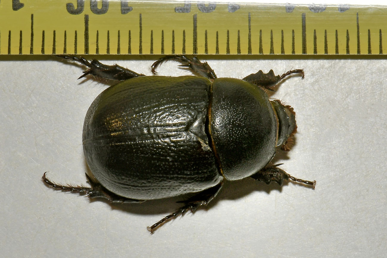 Dynastidae: Pentodon bidens punctatus